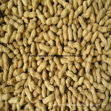 Roasted Peanut Inhsell, New Crop, Best Price